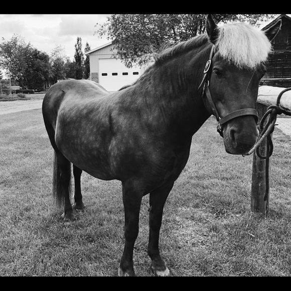 Meet your Posher, Denver - Picture 1 of 1